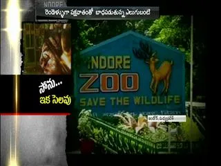 Authorities approve request of Euthanasia to Himalayan black bear at Indore Zoo - Sakshi