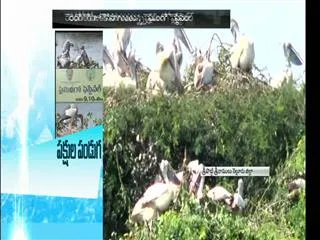 second day Of Flamingo Festival in Sullurpet - Sakshi