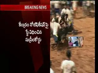 Supreme Court stays Central Govt's notification on jallikattu - Sakshi