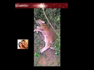 Tiger kills a calf in West Godavari District - Sakshi