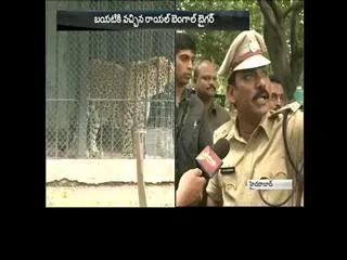 To jump out of the enclosure of the Royal Bengal Tiger - Sakshi