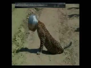 Tiger's Head Stuck In A Steel Pot in rajasthan - Sakshi