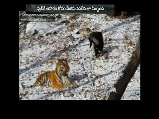 Tiger befriends goat at Russian safari park - World - Sakshi