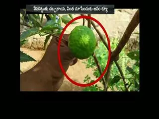 Citron to the neem tree - Sakshi