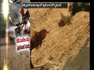 cock fights Sakshi Special Story - Sakshi