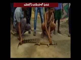 six year old girl hits crocodile with a bamboo stick to save Sister - Sakshi