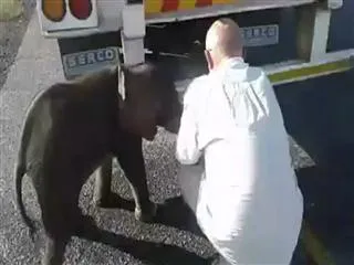 Truckers In Botswana Save Thirsty Baby Elephant, Earn netizens Love - Sakshi