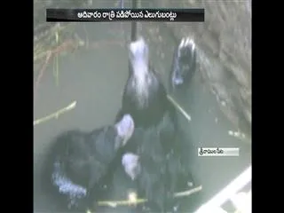 bears in well - Sakshi