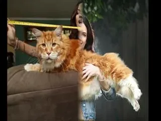 Omar the cat measures a whopping 3ft 9in and weighs over TWO STONE as owner admits 'he was tiny when we got him' - Sakshi