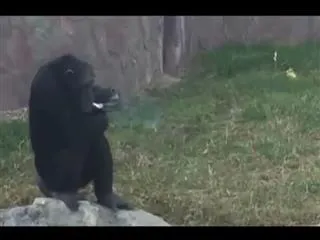 Chimpanzee smokes a pack a day - Sakshi