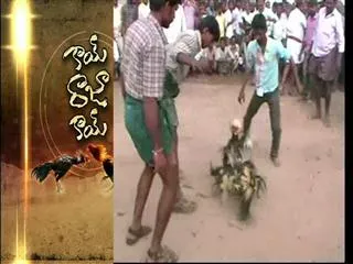 Huge bettings on sankrathi festival - Sakshi
