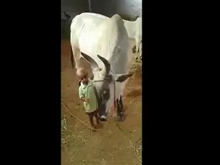 hero vikram prabhu tweets video of  kid taming ox - Sakshi