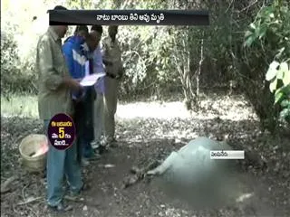 cow died due to eat Makeshift bomb in chittoor district - Sakshi