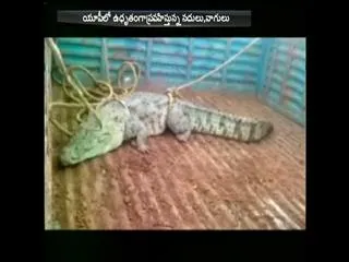 Crocodiles coming into a home because of floods in uttar pradesh - Sakshi
