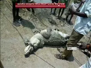 Crocodile farm fish world at a glance in varaparthi district - Sakshi
