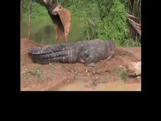 Massive crocodile found in Sri Lanka - Sakshi