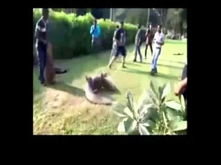 Crocodile on road at vadodara - Sakshi