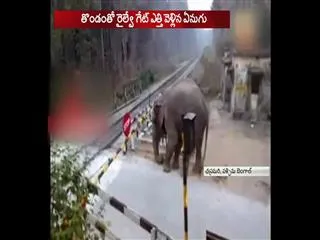 The unusual incident at a crossing near Chapramari Wildlife Sanctuary - Sakshi