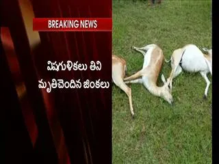 40 deer died with poisoning food - Sakshi