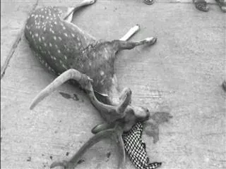 Deer Hunting With Dogs - Sakshi