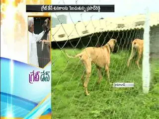 Celebrities want Great Dane Dogs becaause of status symbol - Sakshi