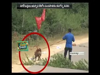 crpf trained sniffer dog saves several lives by detecting ied in odisha - Sakshi