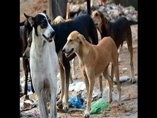 Alumni association offers gold coins for culling stray dogs in Kerala - Sakshi
