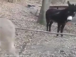 Virender Sehwag post Donkey Vedio - Sakshi