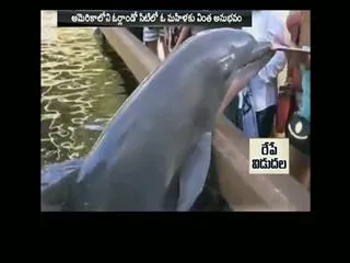 Dolphin snatches iPad out of the hand of visitor at Seaworld - Sakshi