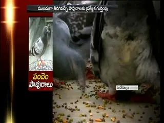 Racing pigeons in Vijayawada - Sakshi