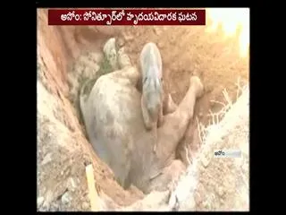 Heartbreaking Video of a Baby Elephant Crying by his Dead Mother - Sakshi