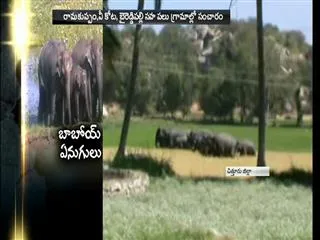 Elephants attack on people in Chittoor District - Sakshi