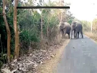 Elephants created tension in Srikakulam - Sakshi