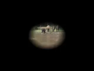 baby elephant rushes to trainer to save him from drowning - Sakshi
