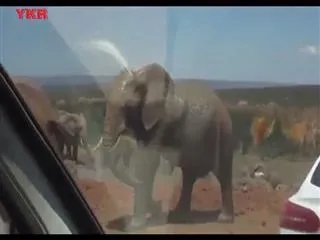 bull elephant plays with baby elephant like football - Sakshi