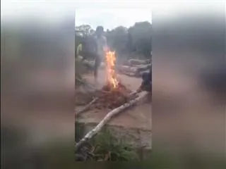 Dogs killing was posted on Facebook - Sakshi