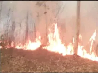 fire accident Bhadradri district forest - Sakshi