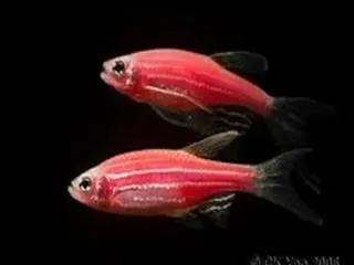 Zebrafish study sheds light on the eye's ability to regenerate - Sakshi