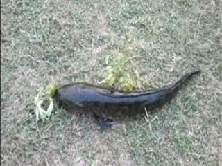 Koramanu fish diclared as Telangana state fish - Sakshi