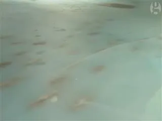 dead fish packed in the ice at a skating rink in western Japan are causing an uproar - Sakshi