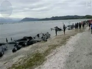one of the largest mass beachings recorded in New Zealand beach - Sakshi