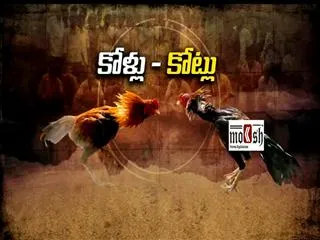 Ready to fight fighting cock ||fourth estate - Sakshi
