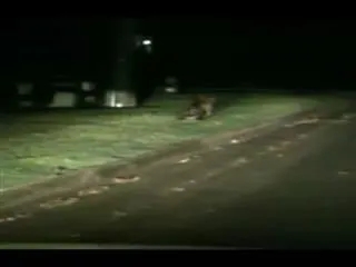 jackal, python fight in new south wales - Sakshi