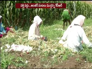 onion crop loss reduces farmers to tears - Sakshi