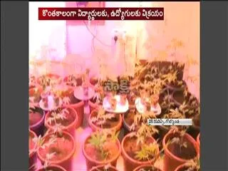 Man arrested, accused in illegal marijuana grow - Sakshi