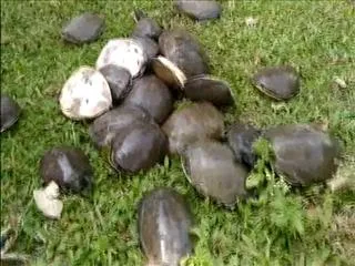 turtle smuggling in visakhapatnam - Sakshi