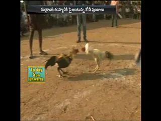 cocks ready to sankranti cock fights - Sakshi