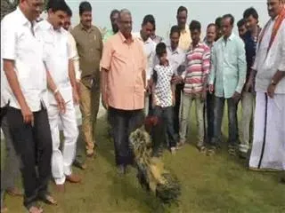Cock fights started in godavari district - Sakshi