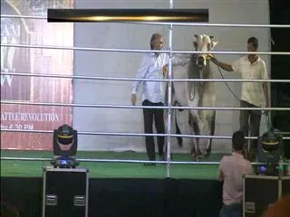 Hyderabad to host first international ramp show of bulls - Sakshi