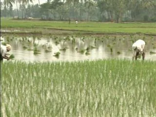 farmers water problems in godavari dists - Sakshi
